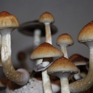 buy mushrooms spores online