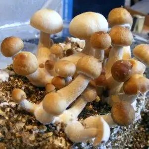 Micro Dosing Mushroom Capsules Online